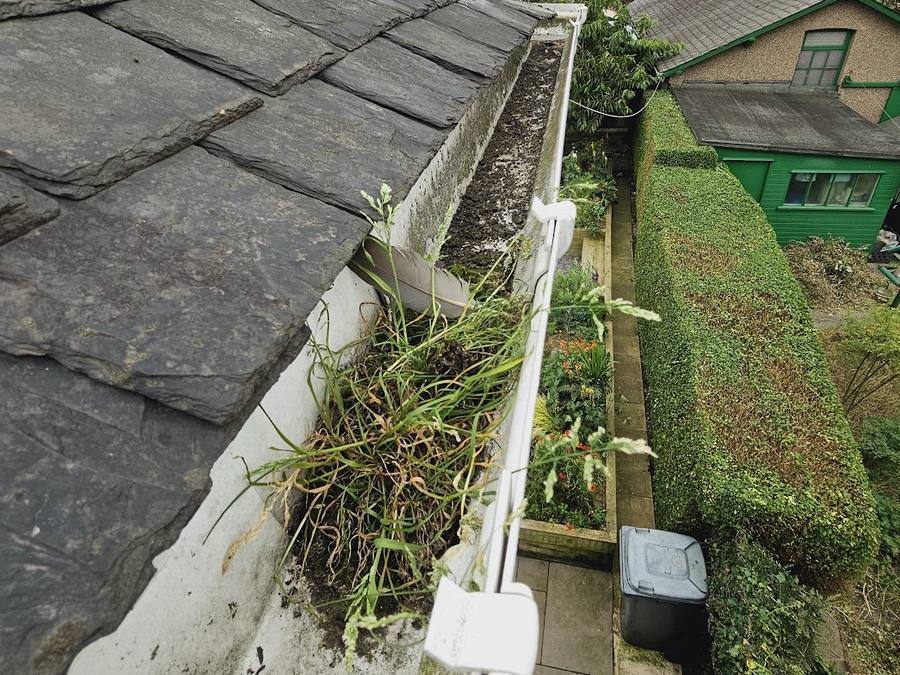 A blocked gutter with grass growing out of it along the roof edge