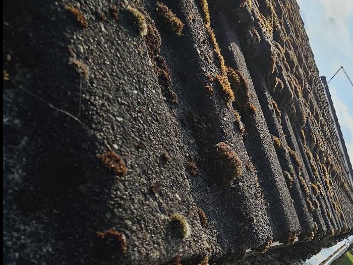 Close up of moss and lichen growing across concrete roof tiles